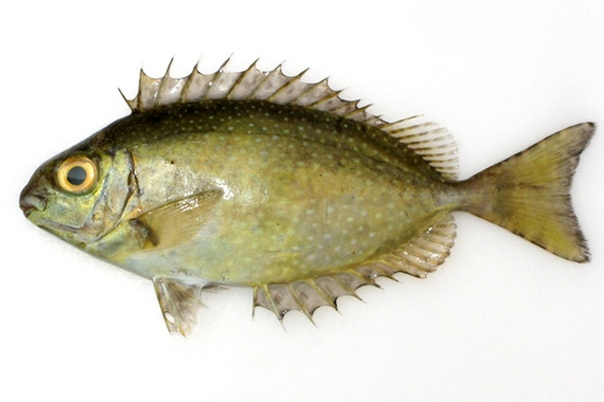  Cá dìa trơn là loài cá biển có tên khoa học là siganus fuscescens. Loài này phân bố ở vùng biển Đông Ấn Độ Dương và Tây Thái Bình Dương. Ảnh: Fishes of Australia.