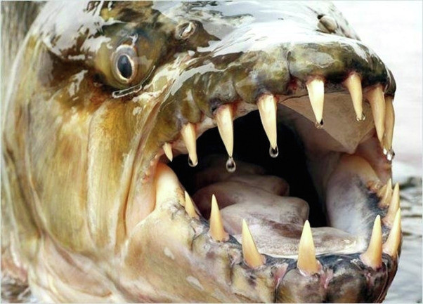 Để có thể tấn công, ăn thịt những con mồi lớn, cá hổ goliath sở hữu hàm răng sắc như dao cạo dài tới 5 cm. Do đó, bất cứ con mồi nào bị nó nhắm làm mục tiêu sẽ hiếm khi có cơ hội trốn thoát. Ảnh: Courtesy Ocean Treaures Museum Library.