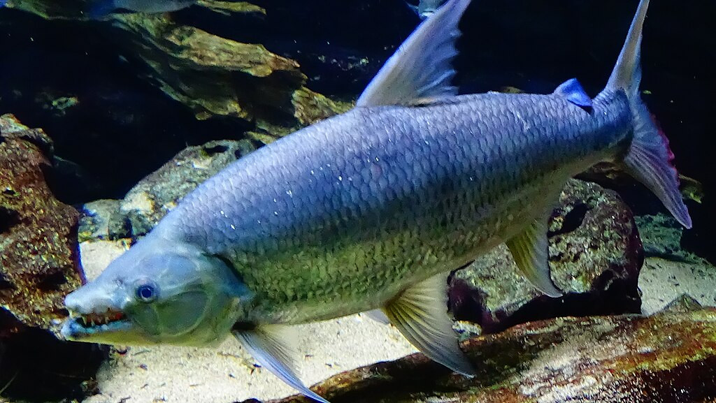 Cá hổ goliath có tên khoa học là Hydrocynus Goliath và thuộc chi Hydrocynus. Loài này được biết đến với khả năng săn mồi đáng sợ. Chúng được xem là loài cá nước ngọt mạnh nhất và hung dữ nhất thế giới. Ảnh: wikipedia.