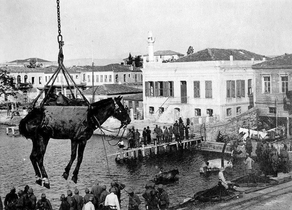 Những con ngựa được vận chuyển tới Tschanak Kale, Thổ Nhĩ Kỳ. Số ngựa này được trang bị cho quân đội của đế chế Áo-Hung.