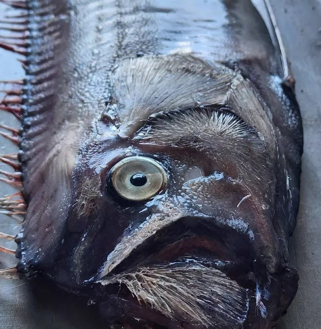 Trong tiếng Nhật, cá mái chèo còn được gọi là "Ryugu no tsukai" trong tiếng Nhật, có nghĩa là "Sứ giả từ Cung điện của Thủy Tề". Theo truyền thuyết, loài cá này sẽ tự bơi lên bờ trước khi xảy ra động đất. Ảnh: Jam Press.