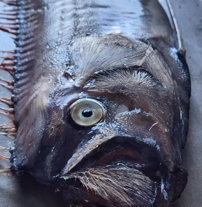 Trong tiếng Nhật, cá mái chèo còn được gọi là "Ryugu no tsukai" trong tiếng Nhật, có nghĩa là "Sứ giả từ Cung điện của Thủy Tề". Theo truyền thuyết, loài cá này sẽ tự bơi lên bờ trước khi xảy ra động đất. Ảnh: Jam Press.