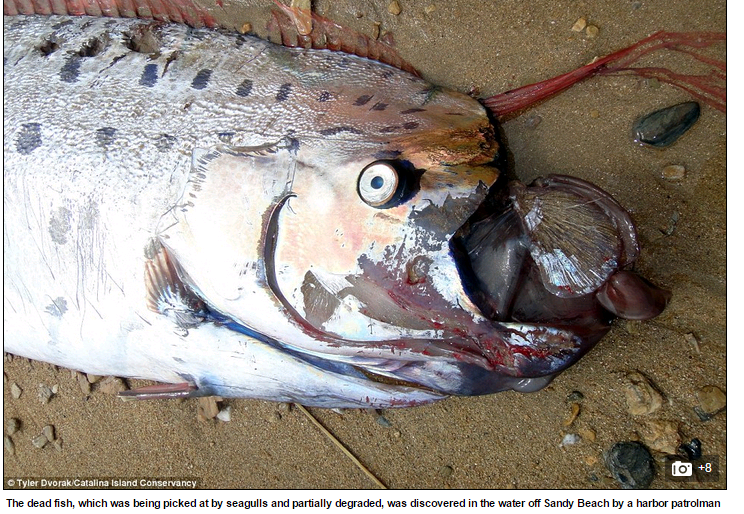 Vào tháng 6/2015, người dân trên hòn đảo Catalina, miền tây nước Mỹ, phát hiện xác một con cá mái chèo trôi dạt vào bờ biển. Nó dài hơn 5m và xác con cá đã biến dạng khi đang làm mồi cho bầy hải âu. Ảnh chụp màn hình Daily Mail.