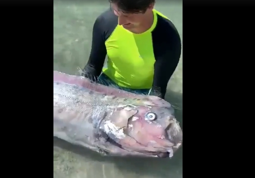 Vào tháng 7/2020, Fernando Cavalin, kỹ sư nuôi trồng thủy sản tại công ty Earth Ocean Farms, cùng bạn phát hiện cá mái chèo dạt vào vịnh Pichilingue, thành phố La Paz, bang Baja California, Mexico trong lúc thực hiện chuyến kiểm tra hàng tháng. Ảnh: Cắt từ video của Cavalin.