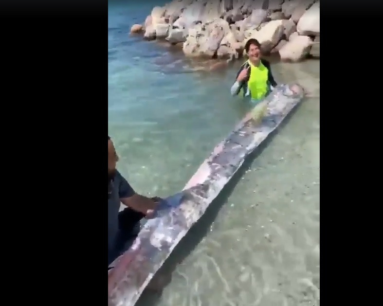 Cavalin đã quay video và đăng lên mạng xã hội Twitter thu hút sự chú ý của nhiều người. Một số người đã để lại bình luận bày tỏ lo ngại sự xuất hiện của cá mái chèo là dấu hiệu động đất sắp xảy ra. Ảnh: Cắt từ video của Cavalin.