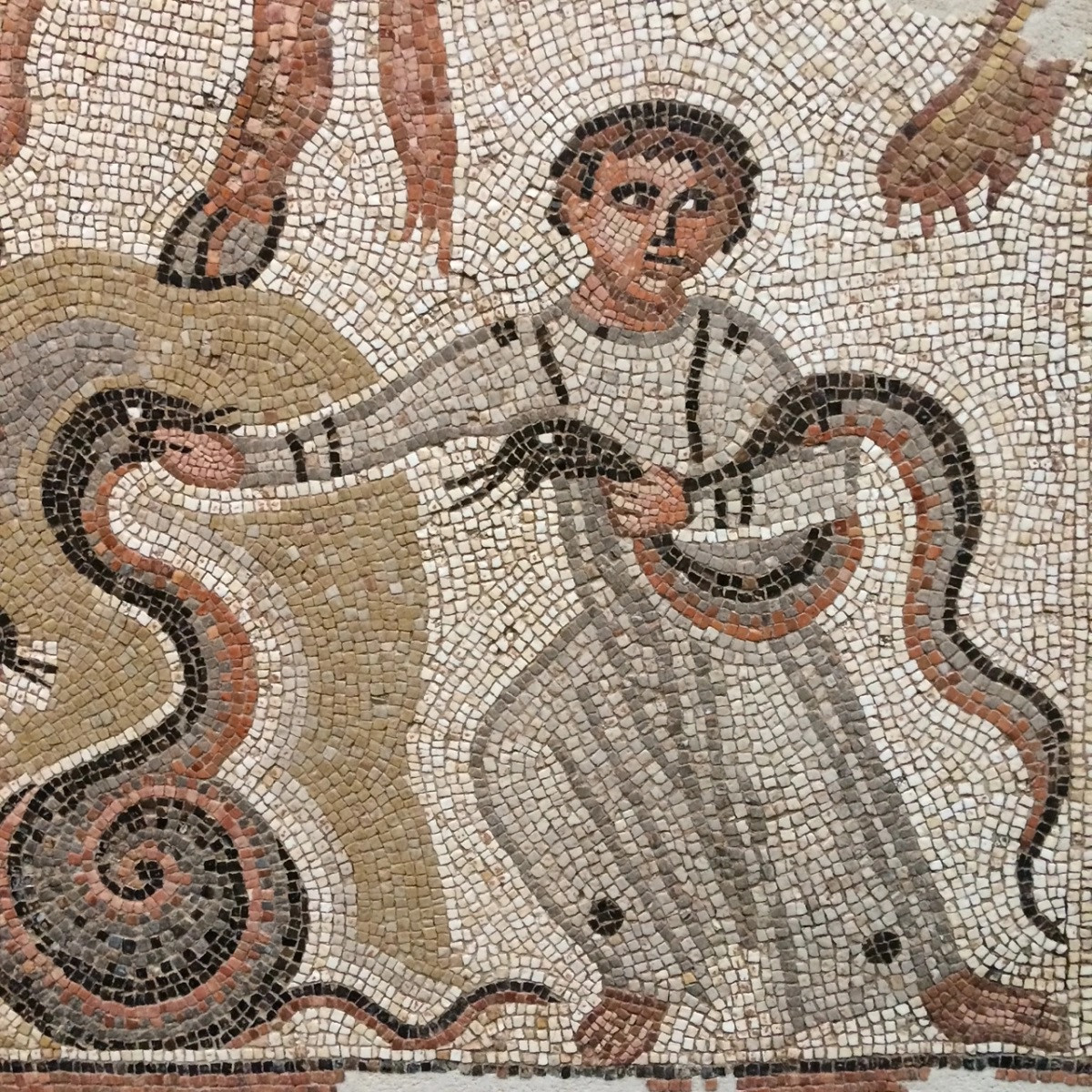 Rắn hổ cát có thể đạt chiều dài cơ thể lên tới 84 cm. Dù vậy, nhiều cá thể chỉ ở mức chiều dài trung bình là 30 - 60 cm. Chúng sinh sống chủ yếu ở phía đông nam châu Âu, Hy Lạp, bán đảo Balkan, dãy Kavkaz, Trung Đông và Bắc Phi. Lần đầu loài rắn này được ghi nhận tại Sicily vào năm 2006. Ảnh: rhakotis.