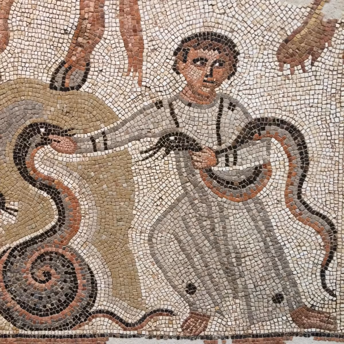 Rắn hổ cát có thể đạt chiều dài cơ thể lên tới 84 cm. Dù vậy, nhiều cá thể chỉ ở mức chiều dài trung bình là 30 - 60 cm. Chúng sinh sống chủ yếu ở phía đông nam châu Âu, Hy Lạp, bán đảo Balkan, dãy Kavkaz, Trung Đông và Bắc Phi. Lần đầu loài rắn này được ghi nhận tại Sicily vào năm 2006. Ảnh: rhakotis.