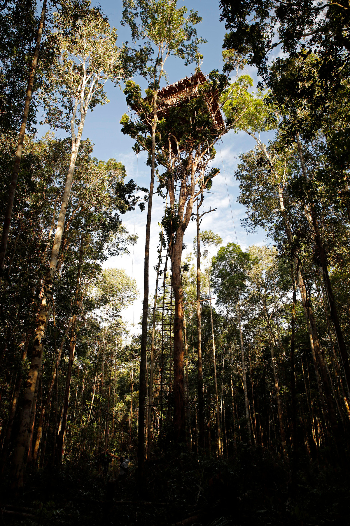 Do ít tiếp xúc với thế giới bên ngoài nên bộ tộc Korowai tin rằng, những người da trắng bị ma quỷ ám. Vậy nên, khi gặp người lạ, họ sẽ dùng cung tên bắn mũi tên về phía đối phương cho đến khi 2 bên cùng thỏa hiệp, có thể nói chuyện. Nếu không thể giải quyết êm xuôi mọi chuyện thì sẽ có người đổ máu, thậm chí tử vong. Ảnh: cam.ac.uk.