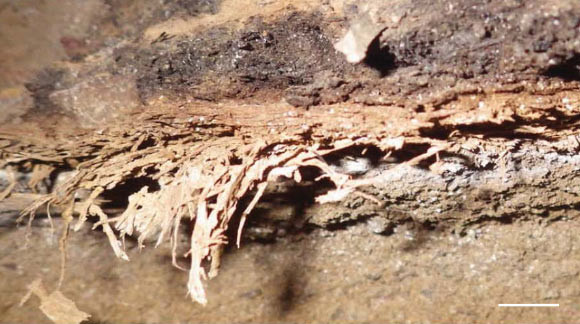 Kết quả kiểm tra cho thấy những mẫu vật đó là các mảnh vật chất thực vật đến từ một loài thực vật thuộc họ cỏ Panicoideae thường mọc trong khu vực. Ảnh: Wadley et al, doi: 10.1126/science.abc7239.