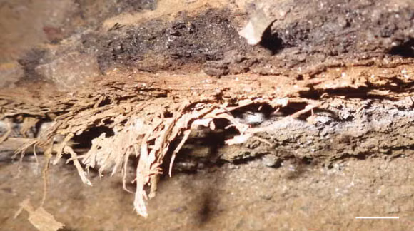 Kết quả kiểm tra cho thấy những mẫu vật đó là các mảnh vật chất thực vật đến từ một loài thực vật thuộc họ cỏ Panicoideae thường mọc trong khu vực. Ảnh: Wadley et al, doi: 10.1126/science.abc7239.