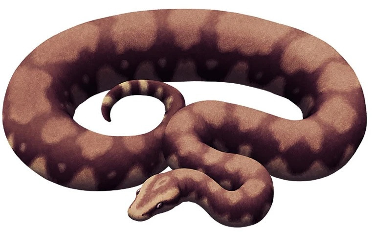 Theo ước tính, Vasuki indicus có chiều dài lên tới 15m và nặng gần 1 tấn. Với chiều dài như vậy, sinh vật này còn dài hơn cả khủng long bạo chúa T Rex. Ảnh: nature.