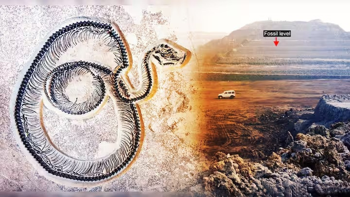 Lý giải vì sao Vasuki indicus có kích thước khủng, các chuyên gia tin rằng chúng sống vào thời kỳ Trái đất ấm lên, thích hợp cho động vật máu lạnh. Do đó, những loài động vật ăn thịt như Vasuki indicus phát triển cơ thể tới kích thước rất lớn. Ảnh: newsbytesapp.