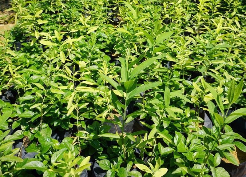 Trên thế giới có 16 giống đàn hương và hầu hết đều có chứa tinh dầu. Tuy nhiên, hàm lượng và chất lượng dầu thay đổi rất nhiều giữa các giống. Tính đến nay, gỗ đàn hương Ấn Độ được đánh giá là loại có giá trị nhất và được khách hàng ưa thích nhất. Ảnh: Vneconomy.