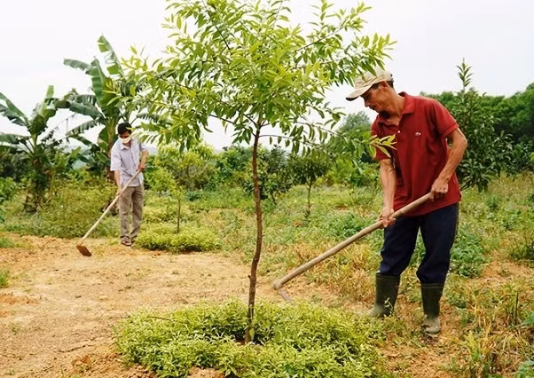 Là loài cây thân gỗ, đàn hương cho khai thác gỗ từ năm thứ 12 trở đi với trị giá hàng trăm USD/kg lõi gỗ. Gỗ có thể được dùng làm đồ nội thất như bàn, ghế, tủ, hoặc tượng, vòng đeo tay... Ngoài ra, các bộ phận của cây đàn hương từ lá, lõi gỗ, rễ cây, hạt cây đều có giá trị kinh tế cao. Ảnh: Dân Việt.