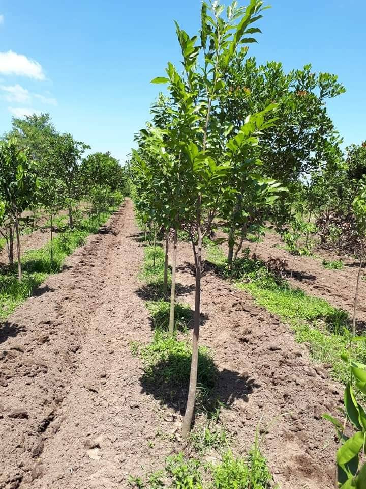 Cây đàn hương từ năm thứ 13 trở đi có thể cho thu hoạch gỗ quý. Trung bình mỗi cây cho thu hoạch khoảng 20 - 30 kg lõi, bao gồm lõi thân, lõi rễ và lõi cành. Ảnh: Đắk Lắk Điện tử.