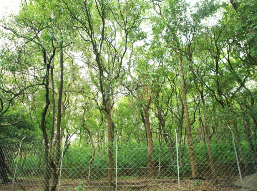 Trên thị trường, lá đàn hương tươi có giá bán khoảng 100.000 đồng/kg; quả đàn hương dao động từ 150.000 - 200.000 đồng/kg. Ảnh: viendanhuong.