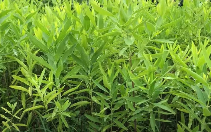 Từ năm thứ hai, người trồng đàn hương có thể bắt đầu thu hoạch lá, búp để làm trà và thu hoạch hạt để ép dầu. Từ năm thứ 4 - 13 cho thu hoạch quả với năng suất trung bình khoảng 1,5 kg/cây/năm. Nhờ vậy, người trồng cây "vàng xanh" có nguồn thu lớn. Ảnh: Người lao động.