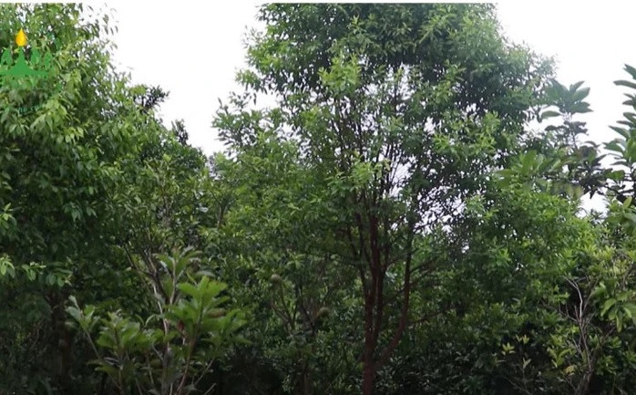 Được ví như "vàng xanh", gỗ đàn hương là một trong những loại gỗ quý có giá trị kinh tế cao. Loài cây này phân bố chủ yếu ở Ấn Độ, Indonesia, Australia, Papua New Guinea, một số khu vực ở phía nam châu Phi và Thái Bình Dương. Ảnh: Người lao động.