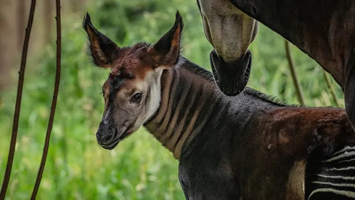 Okapi (tên khoa học Okapia johnstoni) còn được gọi là hươu cao cổ rừng, hươu cao cổ Congo và hươu cao cổ ngựa vằn. Loài động vật này được mệnh danh là "kỳ lân châu Phi" đang đối mặt với nguy cơ tuyệt chủng khi số lượng cá thể Okapi đã giảm 50% trong 2 thập kỷ qua. Ảnh: SWNS.