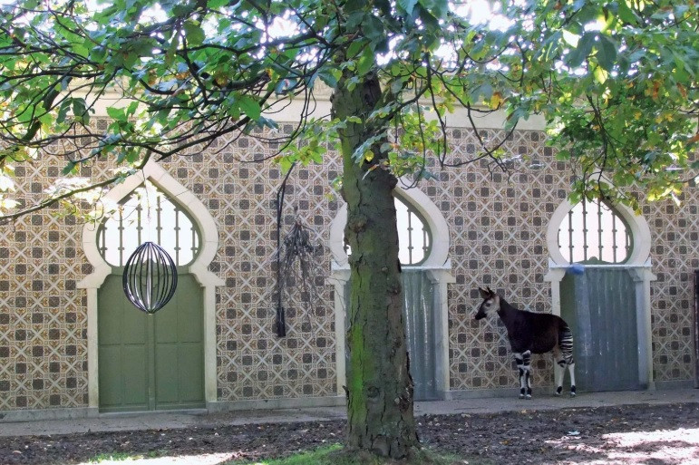 Ngoài ra, Okapi còn ăn cả đất sét ở lòng sông để lấy khoáng chất và muối. Thỉnh thoảng chúng ăn phân dơi để lấy chất dinh dưỡng. Ảnh: Geher.