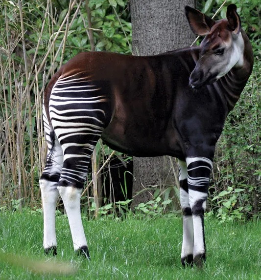 Chế độ ăn của Okapi gồm trái cây, chồi, lá, cành cây và nhiều loại thực vật khác. Thậm chí, chúng có thể tiêu hóa khúc cây bị cháy xém do sét đánh. Điều này là nhờ chúng có dạ dày gồm 4 ngăn và chiếc lưỡi dài. Ảnh: Steffen Foerster Photography/Shutterstock.com.