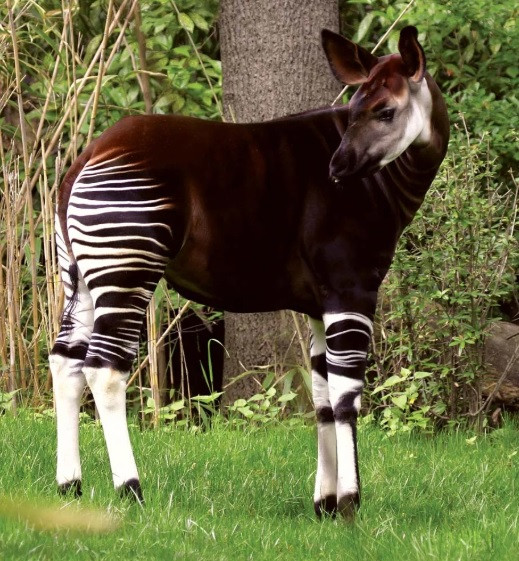 Nhờ bộ lông sọc đặc trưng, okapi có thể dễ dàng ngụy trang trong những khu rừng nhiệt đới rậm rạp, giúp chúng tránh khỏi sự săn đuổi của các loài động vật ăn thịt. Ảnh: IMPALASTOCK/iStock/Getty Images Plus.