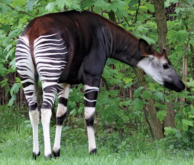 Khi trưởng thành, mỗi cá thể Okapi cao khoảng 1,5m, thân dài 2m, đuôi dài 45 cm, nặng hơn 200 kg. Ảnh: Marcel Schauer/stock.adobe.com.