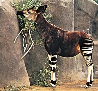 Okapi có bộ lông dày và nhờ để giữ khô ráo khi trời mưa hoặc điều kiện ẩm ướt. Không những vậy, các tuyến mùi hương ở móng guốc được okapi dùng để đánh dấu lãnh thổ. Trong khi các con Okapi đực đều có sừng thì hầu hết con cái có cục u. Ảnh: Kenneth W. Fink/Root Resources.