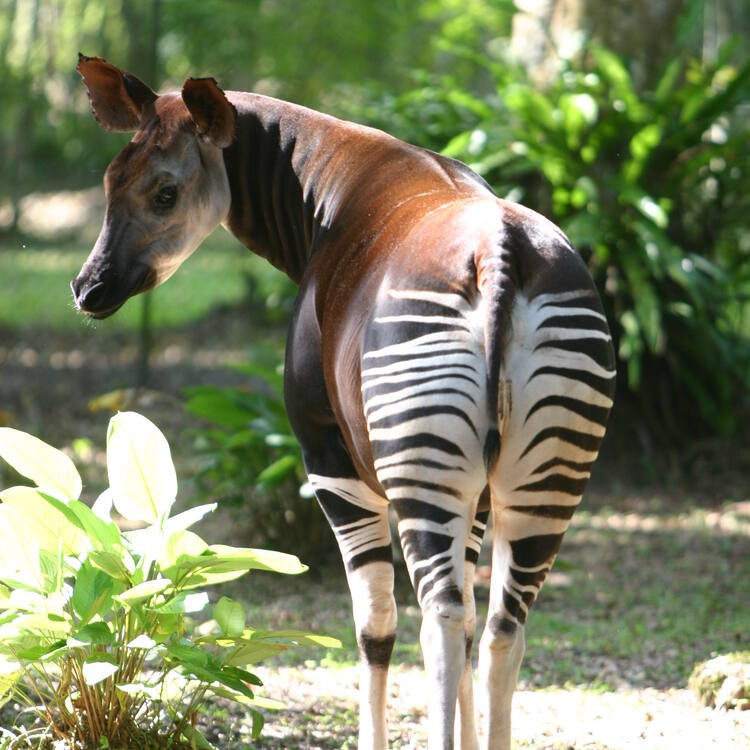 Okapi cái thường chỉ đẻ một con sau 15 tháng mang thai. Cá thể Okapi con mới sinh có thể nhịn đại tiện trong 1 tháng để tránh bị báo hoa mai và các động vật ăn thịt phát hiện. Sau khi con được 6 tháng tuổi, Okapi mẹ sẽ để con sống tự lập. Ảnh: Kim S. Gjerstad.