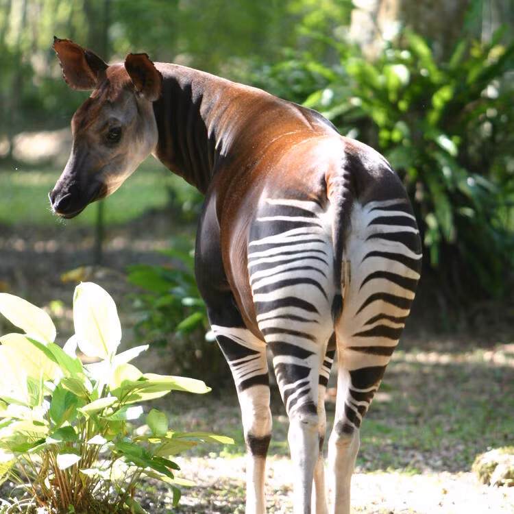 Okapi cái thường chỉ đẻ một con sau 15 tháng mang thai. Cá thể Okapi con mới sinh có thể nhịn đại tiện trong 1 tháng để tránh bị báo hoa mai và các động vật ăn thịt phát hiện. Sau khi con được 6 tháng tuổi, Okapi mẹ sẽ để con sống tự lập. Ảnh: Kim S. Gjerstad.