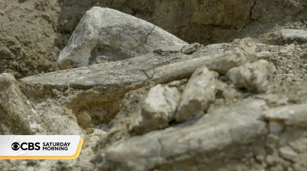 Việc tìm thấy xương hà mã gần nơi phát hiện các công cụ khoảng 3 triệu tuổi xác nhận loài vượn người đã thực hiện giết mổ động vật trong sinh hoạt hàng ngày. Ảnh: CBS Saturday Morning.