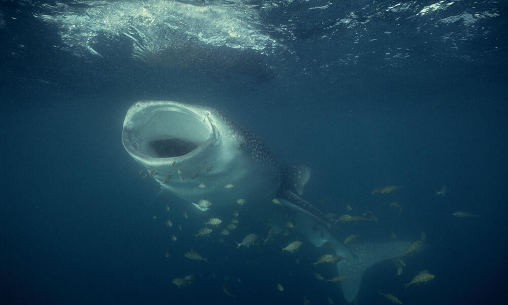 Với kích thước khủng như trên, cá mập voi được ghi nhận là 1 trong những loài cá mập lớn nhất thế giới. Ảnh: worldwildlife.