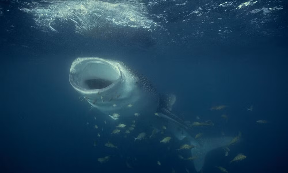 Với kích thước khủng như trên, cá mập voi được ghi nhận là 1 trong những loài cá mập lớn nhất thế giới. Ảnh: worldwildlife.
