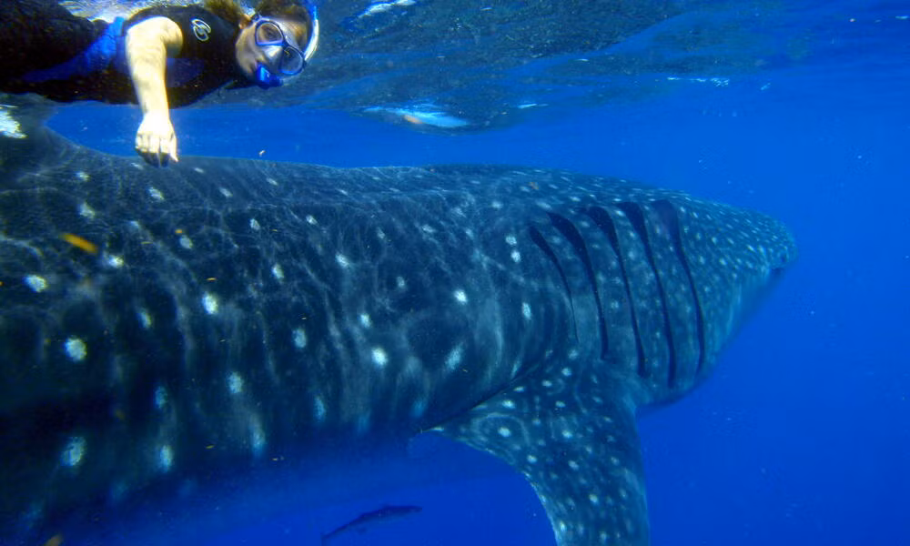 Dù thuộc họ cá mập nhưng cá mập voi không có răng sắc nhọn như nhiều loài khác. Các cá thể cá mập voi khá thân thiện, hiếm khi tấn công con người. Ảnh: worldwildlife.