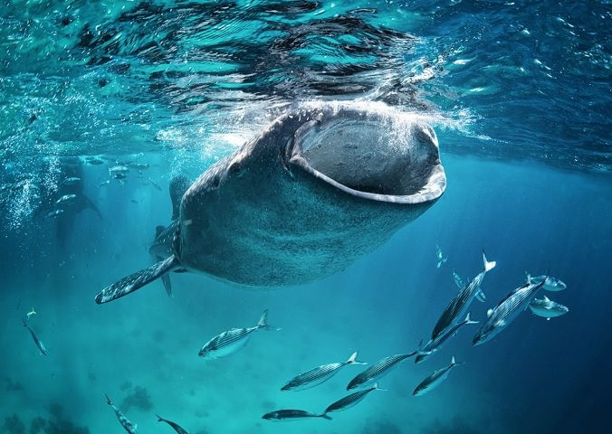 Cá mập voi được phân loại là loài có nguy cơ tuyệt chủng trong Sách đỏ của Liên minh Bảo tồn Thiên nhiên Quốc tế (IUCN) và được bảo vệ theo Phụ lục I của Đạo luật Bảo vệ Động vật hoang dã do tác động của nghề cá, thiệt hại do đánh bắt không chủ ý và va chạm với tàu thuyền... Ảnh: edgeofexistence.