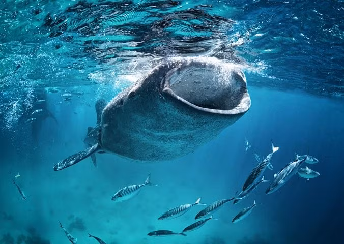 Cá mập voi được phân loại là loài có nguy cơ tuyệt chủng trong Sách đỏ của Liên minh Bảo tồn Thiên nhiên Quốc tế (IUCN) và được bảo vệ theo Phụ lục I của Đạo luật Bảo vệ Động vật hoang dã do tác động của nghề cá, thiệt hại do đánh bắt không chủ ý và va chạm với tàu thuyền... Ảnh: edgeofexistence.