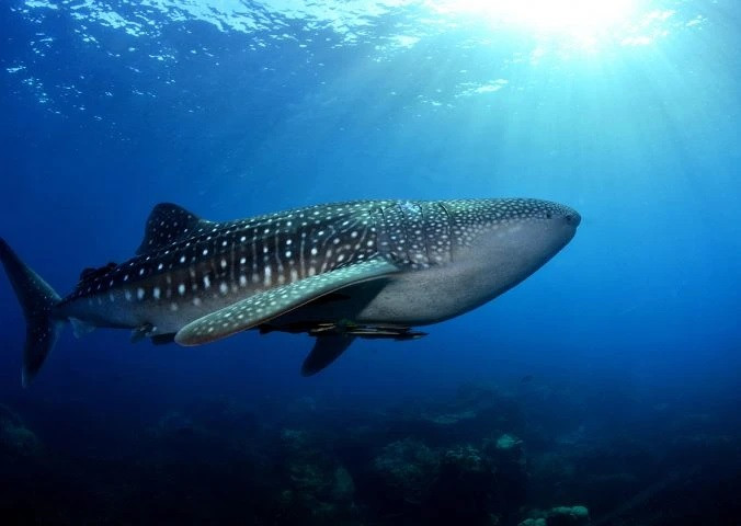 Theo ước tính, tuổi thọ của cá mập voi khoảng 80 - 130 tuổi. Cá có chiều dài khoảng 9-11m, nặng 10-15 tấn… Đặc biệt, các nghiên cứu chỉ ra cá nhám voi có thể tự phục hồi sau những chấn thương lớn và có thể tái tạo lại những phần vây nhỏ của chúng. Ảnh: edgeofexistence.