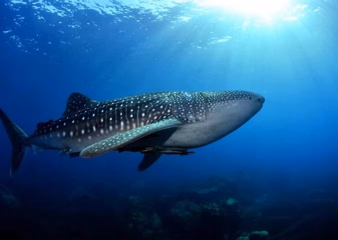 Theo ước tính, tuổi thọ của cá mập voi khoảng 80 - 130 tuổi. Cá có chiều dài khoảng 9-11m, nặng 10-15 tấn… Đặc biệt, các nghiên cứu chỉ ra cá nhám voi có thể tự phục hồi sau những chấn thương lớn và có thể tái tạo lại những phần vây nhỏ của chúng. Ảnh: edgeofexistence.