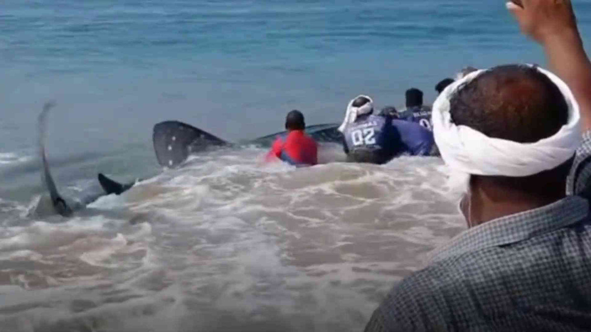 Cá mập voi (còn gọi là cá nhám voi) có tên khoa học là Rhincodon typus). Đây là loại cá sinh sống ở các vùng biển nhiệt đới và ôn đới ấm. Ảnh: Special Arrangment.