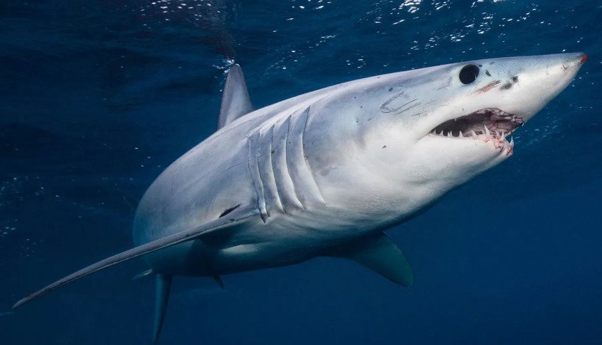 Một số thành viên thủy thủ đoàn sau đó tử vong do kiệt sức, đói khát hoặc ngộ độc do uống nước biển. Đáng sợ hơn là việc những người sống sót phải đối mặt với các cuộc tấn công nguy hiểm của những con cá mập dữ tợn. Ảnh: Richard Robinson—Cultura/age fotostock.