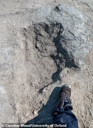 Trong đó, mỗi dấu chân ba ngón của Megalosaurus dài khoảng 65 cm và cách nhau 2,7m. Dựa trên dữ liệu này, các nhà khoa học ước tính loài khủng long này có thể di chuyển với tốc độ 5 km/h.