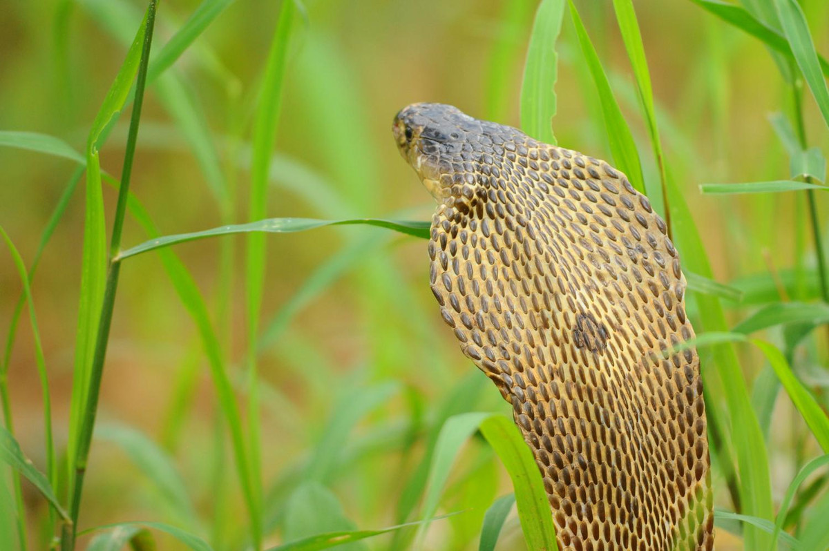 Khi trưởng thành, mỗi con rắn hổ đất dài từ 1,3 - 2,3m. Khi cảm thấy bị đe dọa, rắn hổ đất thường ngóc cao đầu và phình rộng mang. Chúng có thể phun nọc để tấn công kẻ thù nhưng chúng chủ yếu sử dụng răng nanh để cắn và tiêm nọc độc. Ảnh: thainationalparks.