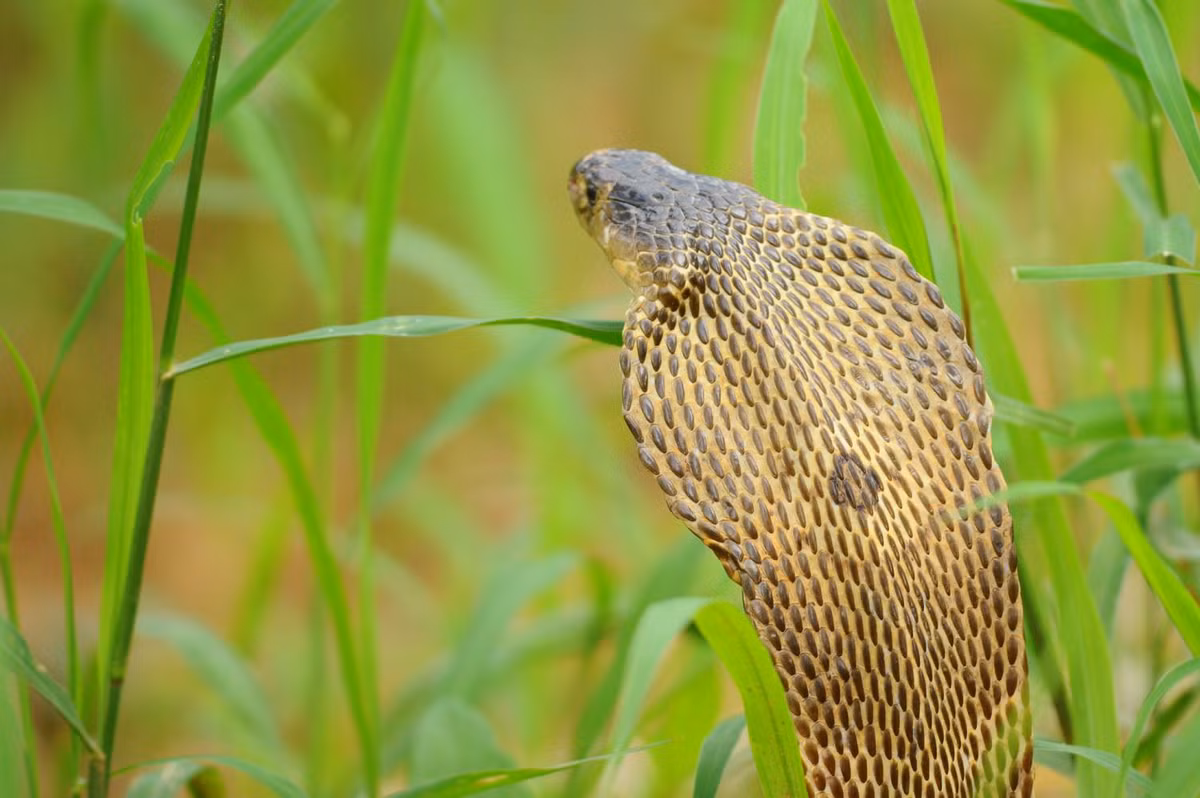 Khi trưởng thành, mỗi con rắn hổ đất dài từ 1,3 - 2,3m. Khi cảm thấy bị đe dọa, rắn hổ đất thường ngóc cao đầu và phình rộng mang. Chúng có thể phun nọc để tấn công kẻ thù nhưng chúng chủ yếu sử dụng răng nanh để cắn và tiêm nọc độc. Ảnh: thainationalparks.