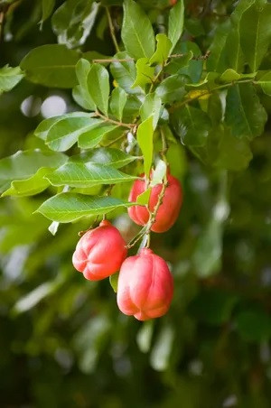 Ackee là cây thân gỗ tán rộng thuộc họ Sapindaceae. Nó khét tiếng cho quả cực độc. Ảnh: microgen - iStock/Thinkstock.