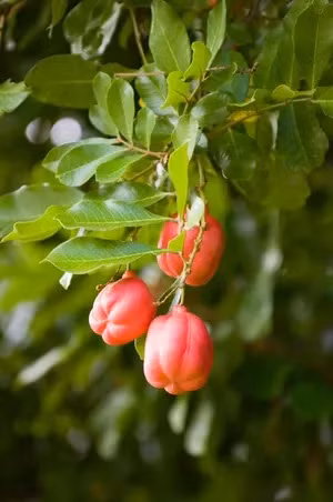 Ackee là cây thân gỗ tán rộng thuộc họ Sapindaceae. Nó khét tiếng cho quả cực độc. Ảnh: microgen - iStock/Thinkstock.