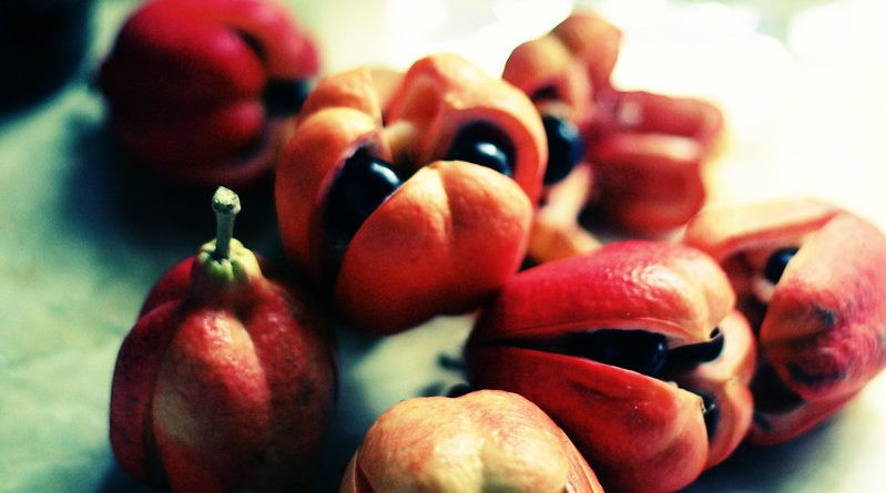 Sau khoảng 24 giờ, bệnh nhân sẽ tử vong do trúng độc hypoglycin A nếu không được điều trị kịp thời. Ảnh: pilotguides.