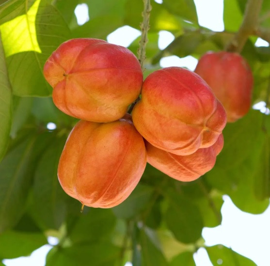 Vỏ ngoài của quả ackee có màu đỏ và có hình dáng như trái lê. Khi chín, quả ackee dần chuyển từ màu xanh lục sang đỏ tươi hoặc vàng cam. Ảnh: sframe/Fotolia