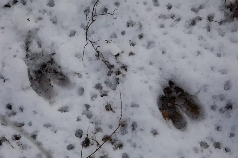 Tại phía sau lâu đài Morveau gần Everberg, Bỉ, các chuyên gia phát hiện một số dấu chân bí ẩn trên ngọn đồi phủ tuyết trắng xóa vào đầu năm 1945. Chúng xuất hiện hàng km kéo dài qua rừng, cánh đồng rồi dừng lại cạnh một con suối. Nhiều dấu chân in lên trên những đống tuyết rất dày. Ảnh: marcgallant65 via iStock.