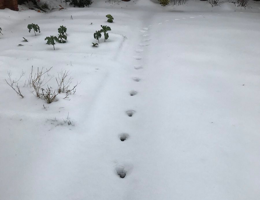 Trước sự việc này, một số người cho rằng, những dấu chân bí ẩn đó có thể do quỷ dữ để lại khi tới Trái đất. Ảnh: Claire Witham.