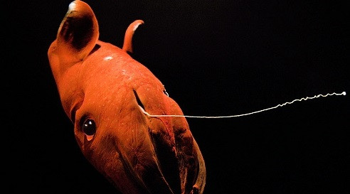 Khi trưởng thành, mực ma cà rồng có hai vây ở phía trên lưng và chiều dài tối đa khoảng 30 cm. Con cái thường có kích thước lớn hơn con đực. Ảnh: animalsanimals.